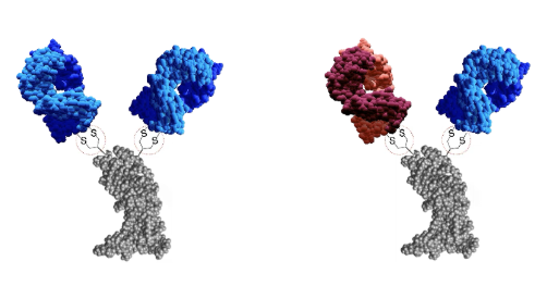Antibody & Bispecific Antibody Mimetics